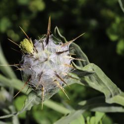 Centaurea eriophora