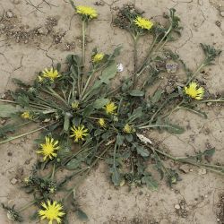 Centaurea involucrata
