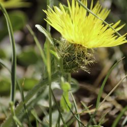 Centaurea involucrata