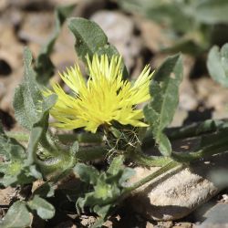 Asteraceae