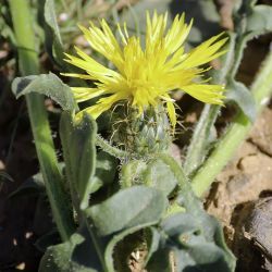 Centaurea involucrata
