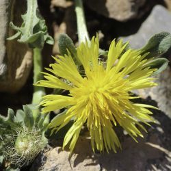Centaurea involucrata