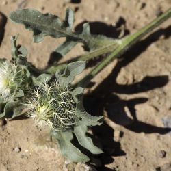 Centaurea involucrata