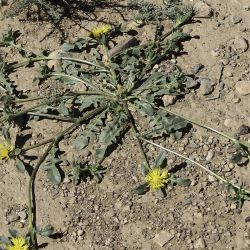 Centaurea involucrata