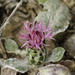 Centaurea josiae