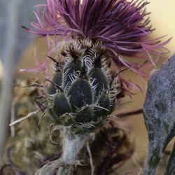 Centaurea josiae