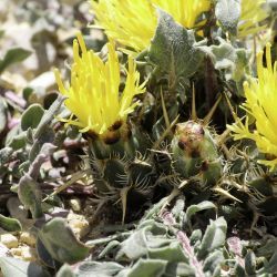 Centaurea litardierei