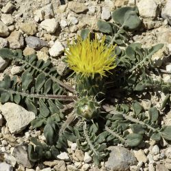 Centaurea litardierei