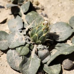 Centaurea litardierei