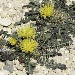 Centaurea litardierei