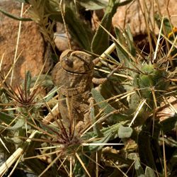 Centaurea maroccana