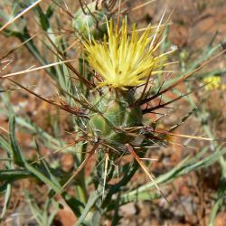 Centaurea maroccana