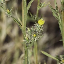 Centaurea melitensis