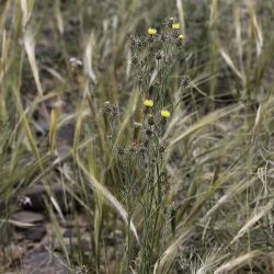 Centaurea melitensis