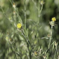 Centaurea melitensis