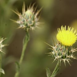 Centaurea melitensis