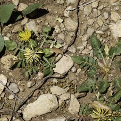 Centaurea nana