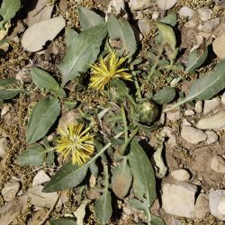 Centaurea nana
