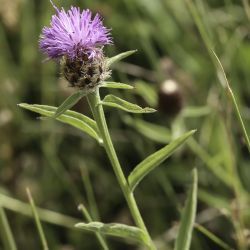 Centaurea nigra subsp. gueryi