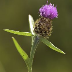 Centaurea nigra subsp. gueryi