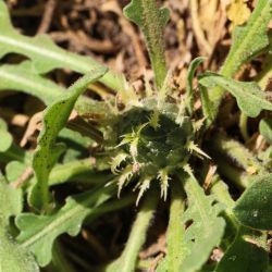 Centaurea peltieri