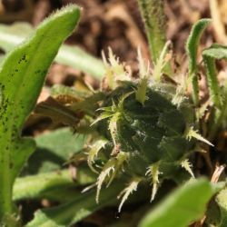 Centaurea peltieri