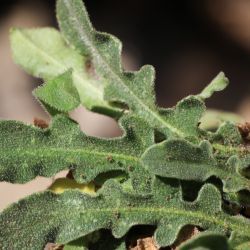 Centaurea peltieri