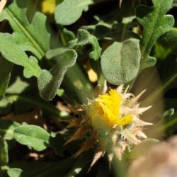 Centaurea peltieri