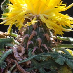 Centaurea peltieri