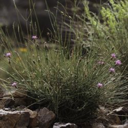 Centaurea pomeliana subsp. pomeliana