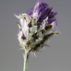 Centaurea pomeliana subsp. pomeliana