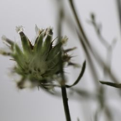 Centaurea pomeliana subsp. pomeliana