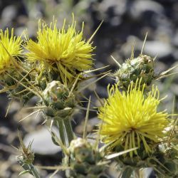 Centaurea pubescens subsp. saharae