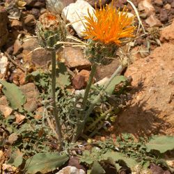 Centaurea pubescens