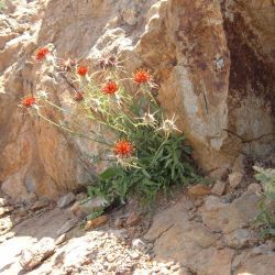 Centaurea pubescens