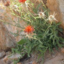 Centaurea pubescens
