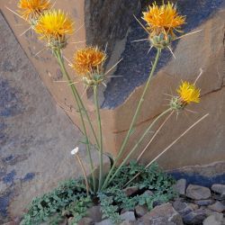 Centaurea pubescens