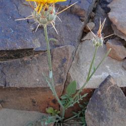 Centaurea pubescens