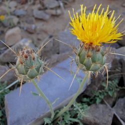 Centaurea pubescens