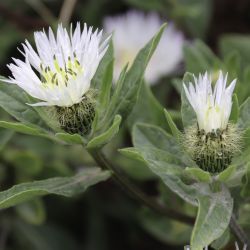 Centaurea pullata