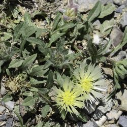 Centaurea pullata