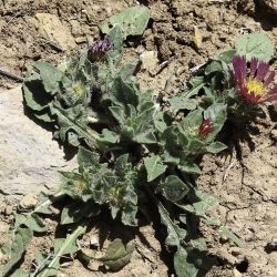 Centaurea pullata