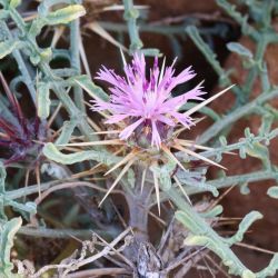 Centaurea pungens subsp. austromaroccana