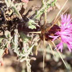 Centaurea pungens subsp. austromaroccana