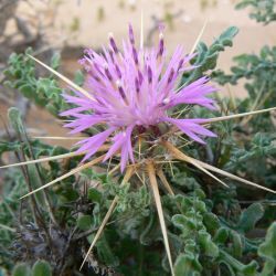 Centaurea pungens subsp. austromaroccana