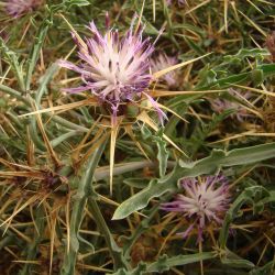 Centaurea pungens subsp. pungens