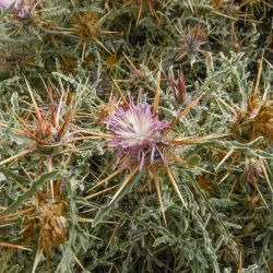 Centaurea pungens subsp. pungens