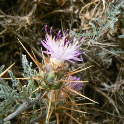 Centaurea pungens subsp. pungens