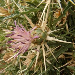 Centaurea pungens subsp. pungens