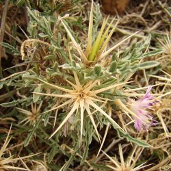 Centaurea pungens subsp. pungens